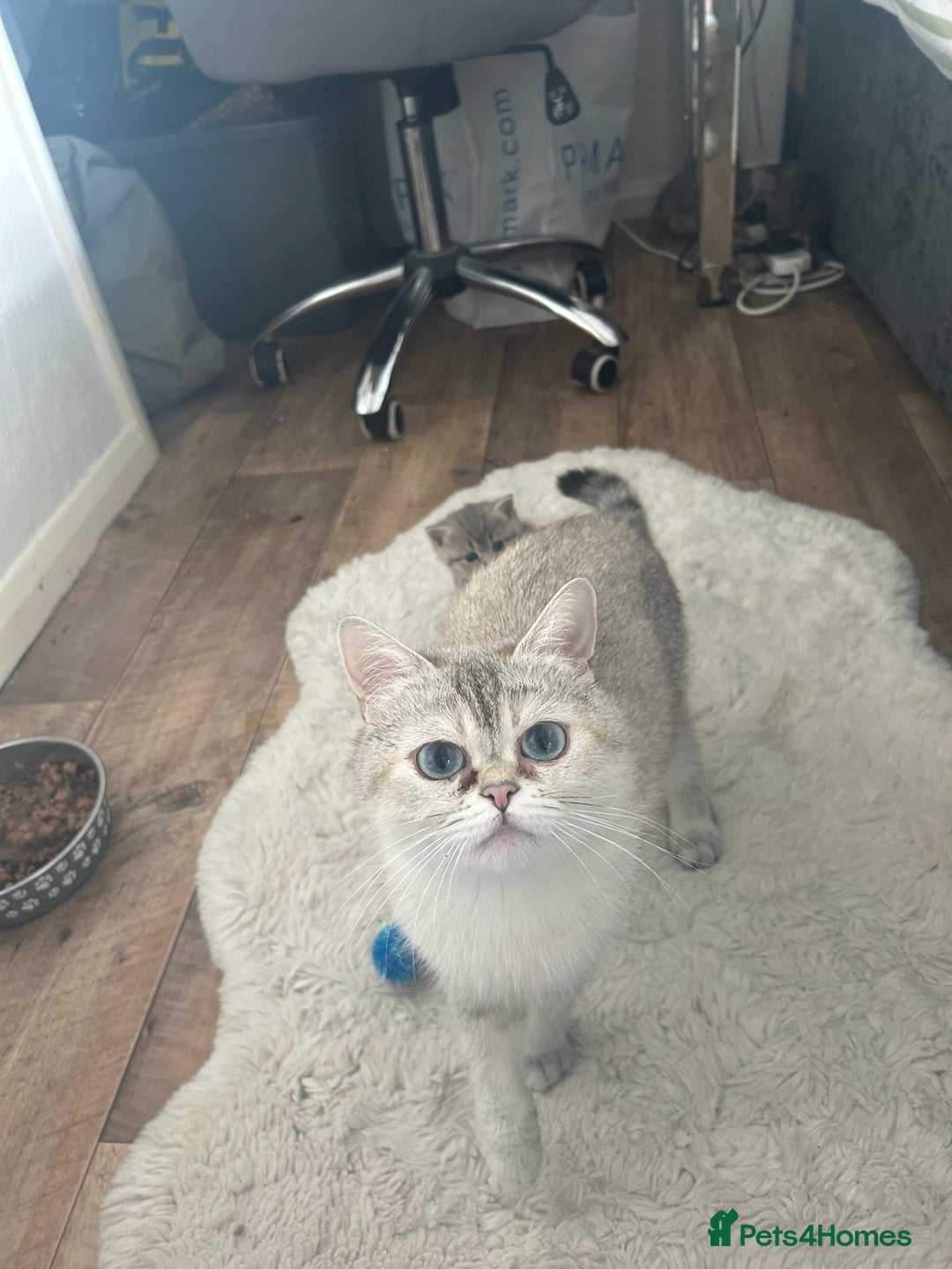 British Shorthair cats for sale: British shorthair kittens  - Image 17