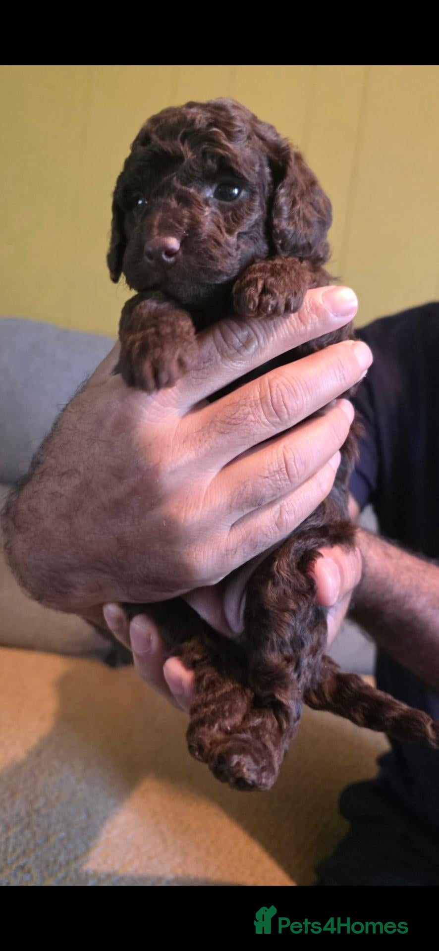 Cockapoo dogs Beautiful True Teddy Face Curly Cockapoo Puppies - Advert 1