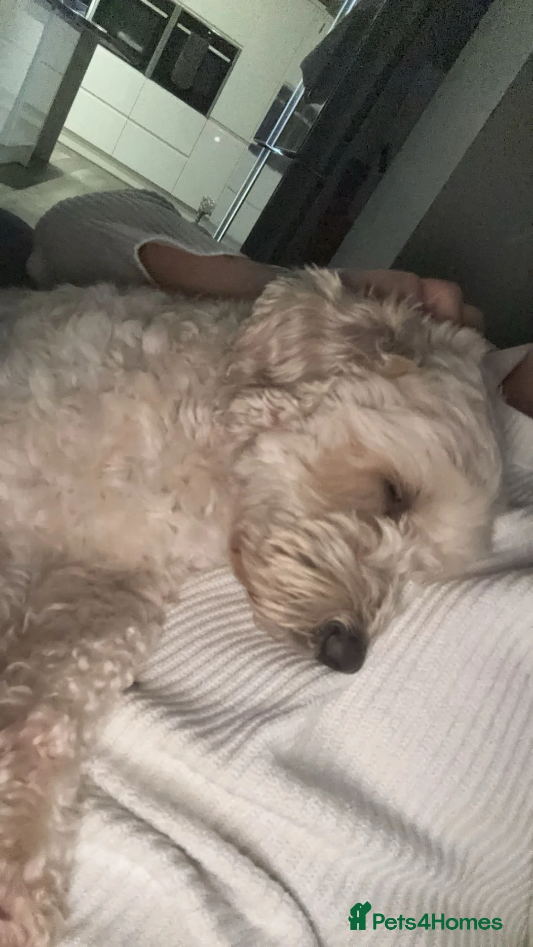 Mixed Breed dogs for sale: Gorgeous little Buddy - Advert 2