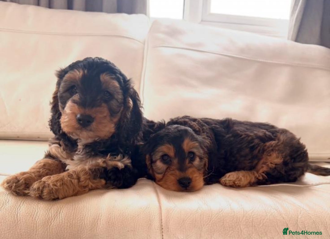 Cockapoo dogs for sale: Gorgeous F1 Cockapoo’s  - Advert 4