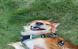 Pointer dogs for sale: Meet Cooper – A Friendly, Smart Cocker Spaniel Boy - Image 4