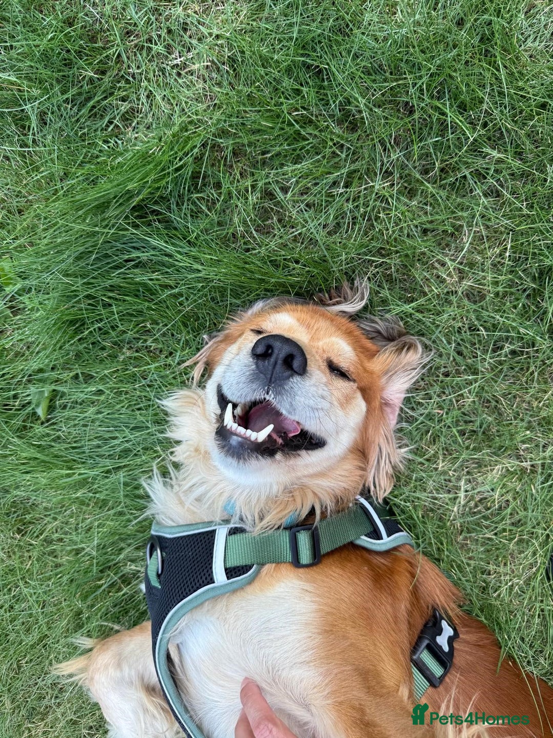 Pointer dogs for sale: Meet Cooper – A Friendly, Smart Cocker Spaniel Boy - Image 4