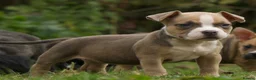 American Bully dogs for sale: American Micro Bullies  - Advert 3