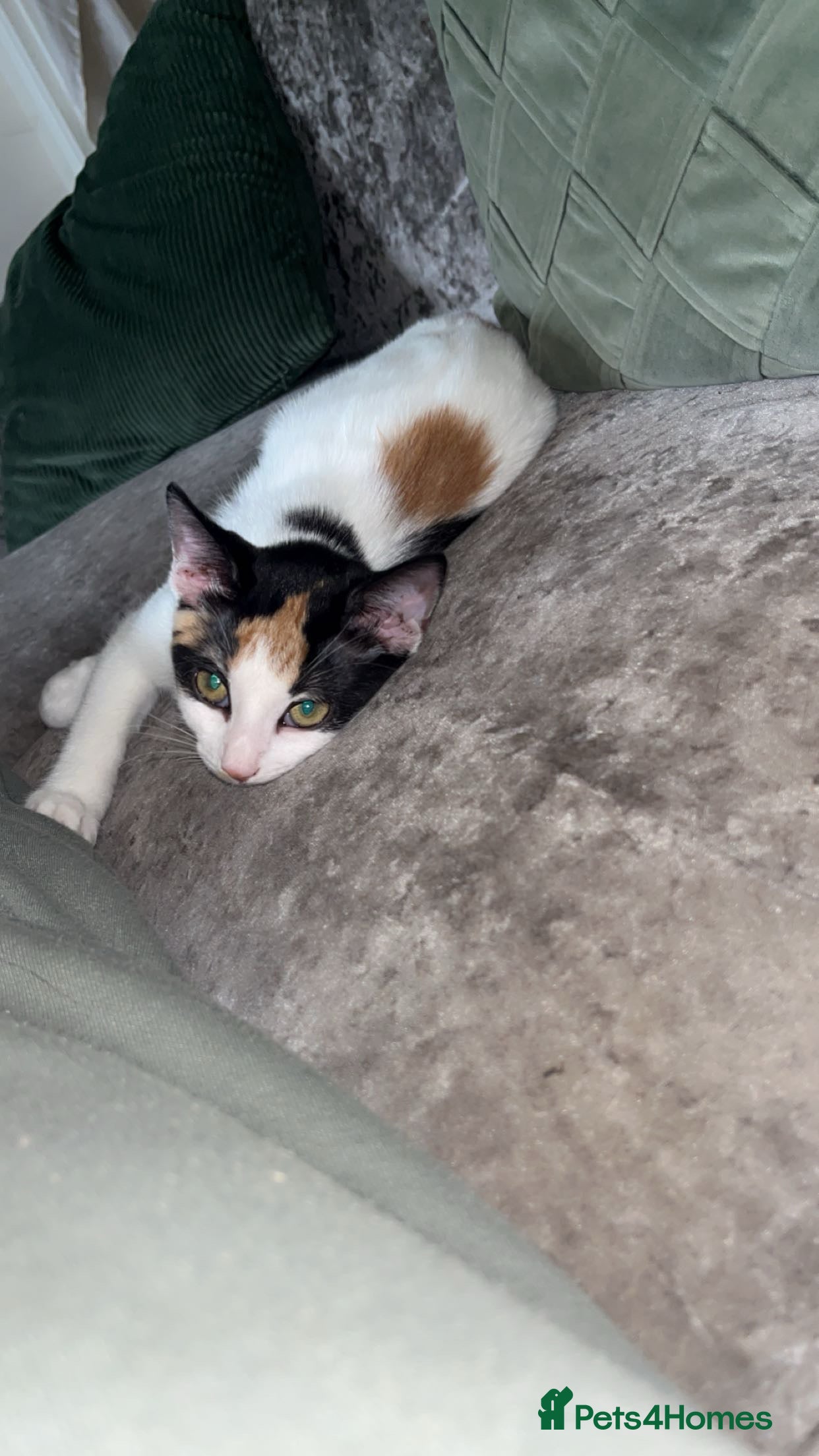 Turkish Van cats Beautiful Luna needing a new home - Advert 1