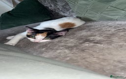 Turkish Van cats for sale: Beautiful Luna needing a new home - Image 1
