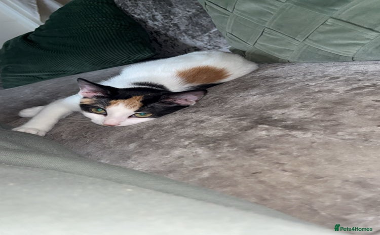 Turkish Van cats - Advert 1