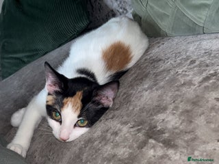 Turkish Van cats - Advert 4