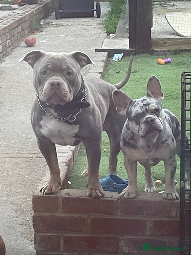 Gallery Image {{count}}