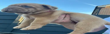Dogue De Bordeaux 7