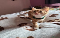 Mixed Breed cats for sale: Stunning, active kittens - Image 12