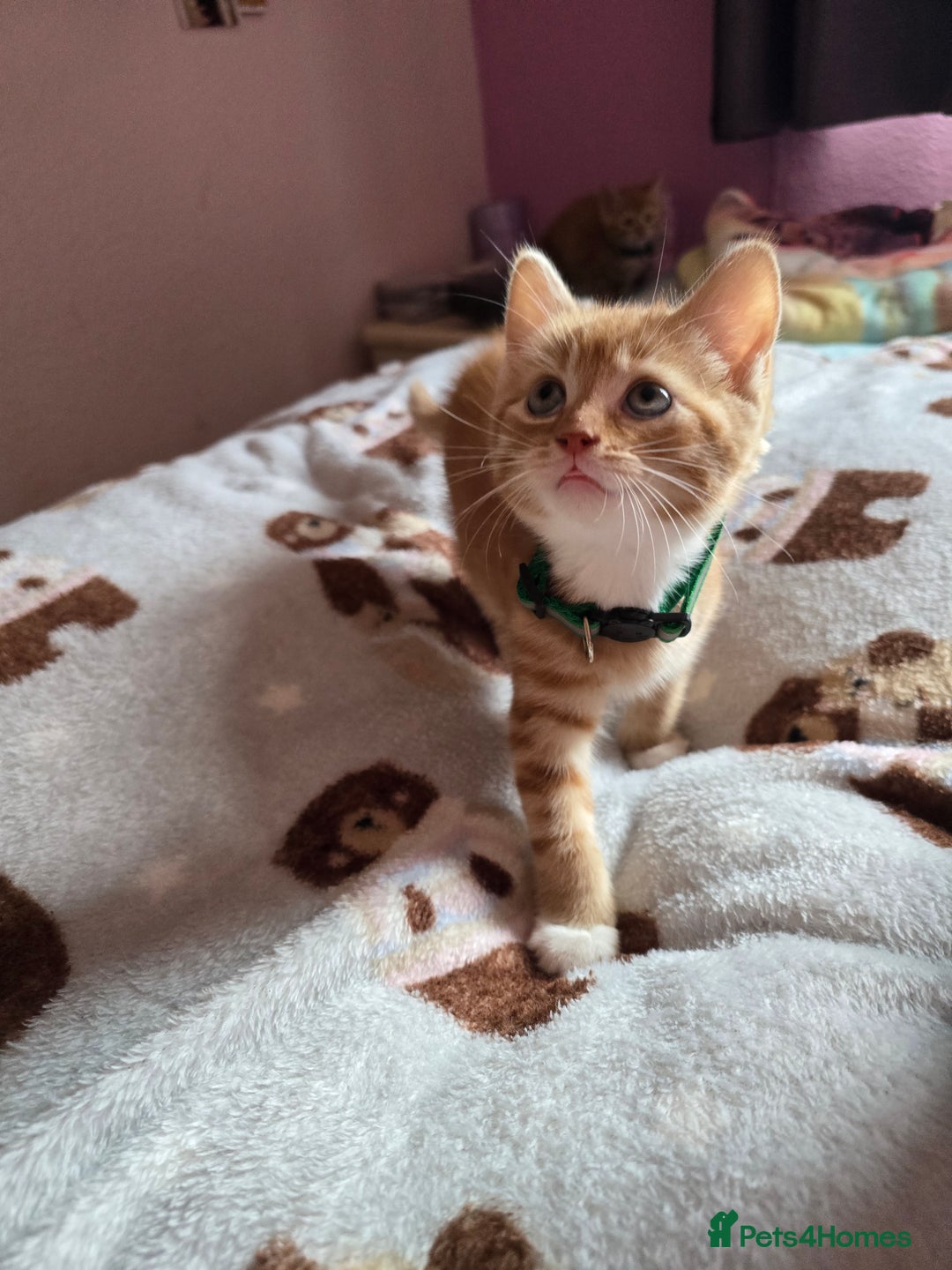 Mixed Breed cats for sale: Stunning, active kittens - Image 12