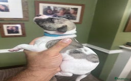 Whippet dogs for sale: Rare colours full pedigree KC Reg whippet pups  - Image 25