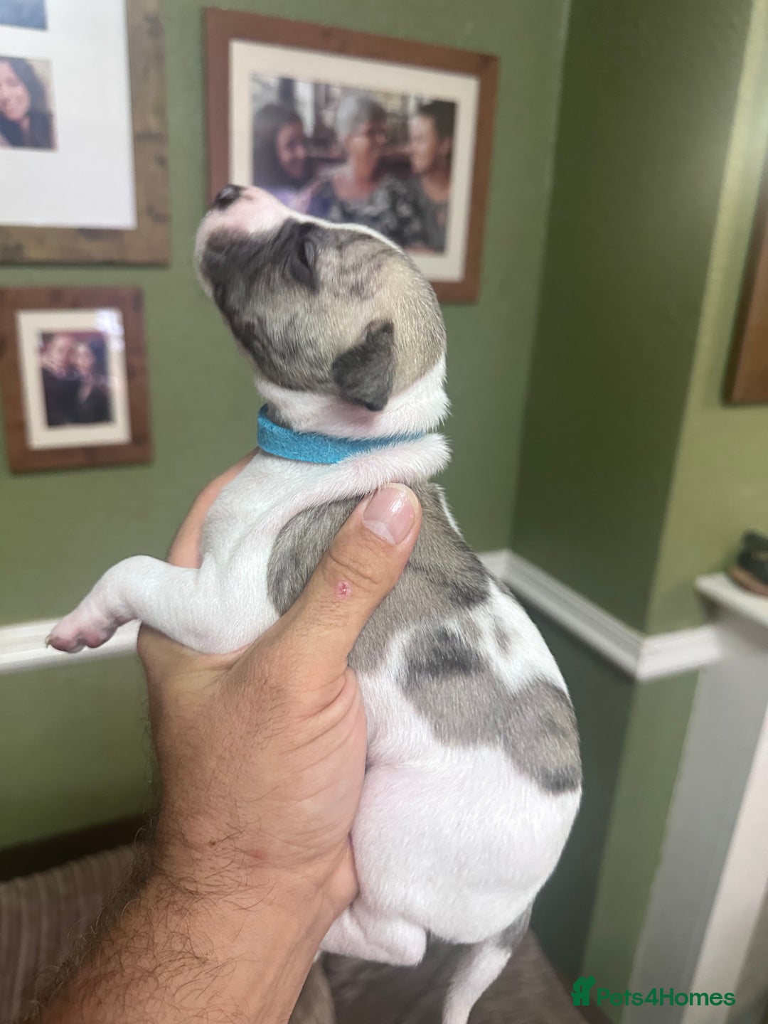 Whippet dogs for sale: Rare colours full pedigree KC Reg whippet pups  - Image 25