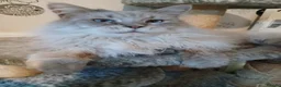 Maine Coon cats for sale: Big Beautiful Maine Coon Male Cat in Richmond - Advert 6