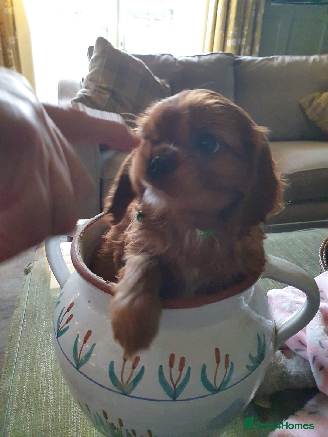 Cavalier King Charles Spaniel dogs for sale: Russian import x polish cavalier King Charles  - Advert 6
