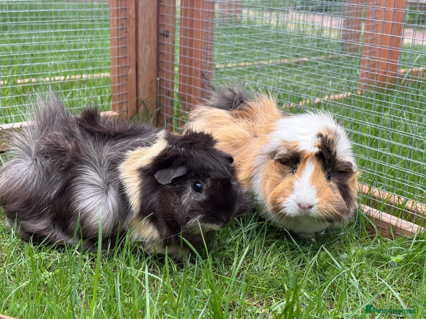 Guinea Pig rodents 2 sow guinea pigs  - Advert 1