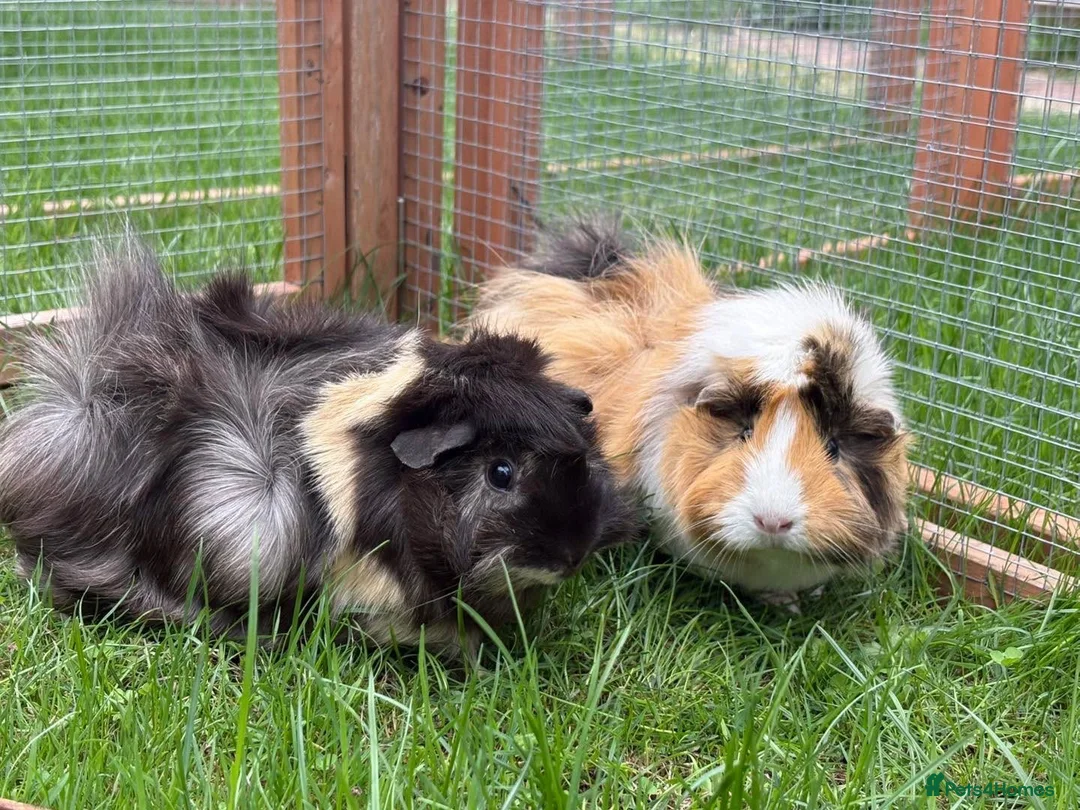 Guinea Pig rodents for sale: 2 sow guinea pigs  in Telford - Advert 1