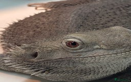 Bearded Dragon reptiles for sale: Zero morph  - Advert 4