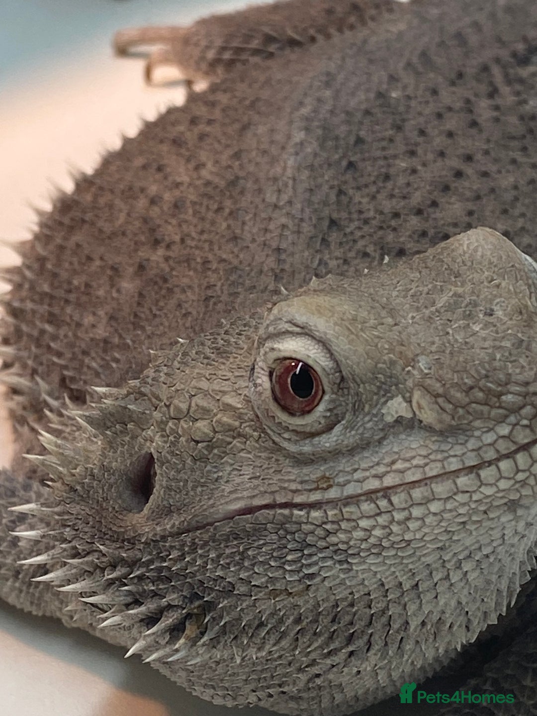 Bearded Dragon reptiles for sale: Zero morph  - Advert 4