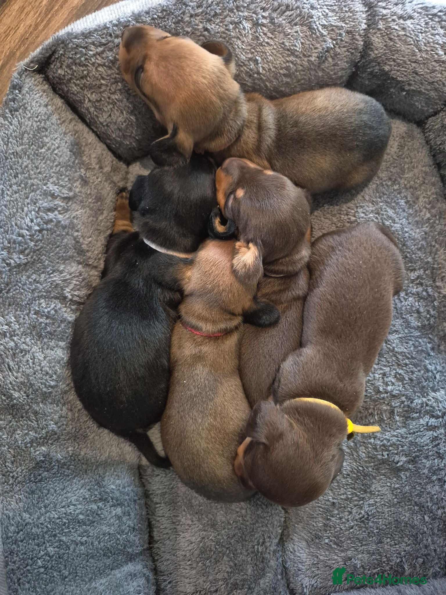 Miniature Dachshund dogs PRA CLEAR MINIATURE DACHSHUND GIRLS - Advert 13