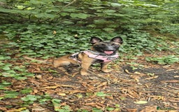 Belgian Shepherd Dog dogs for sale: For Rehome - Image 4