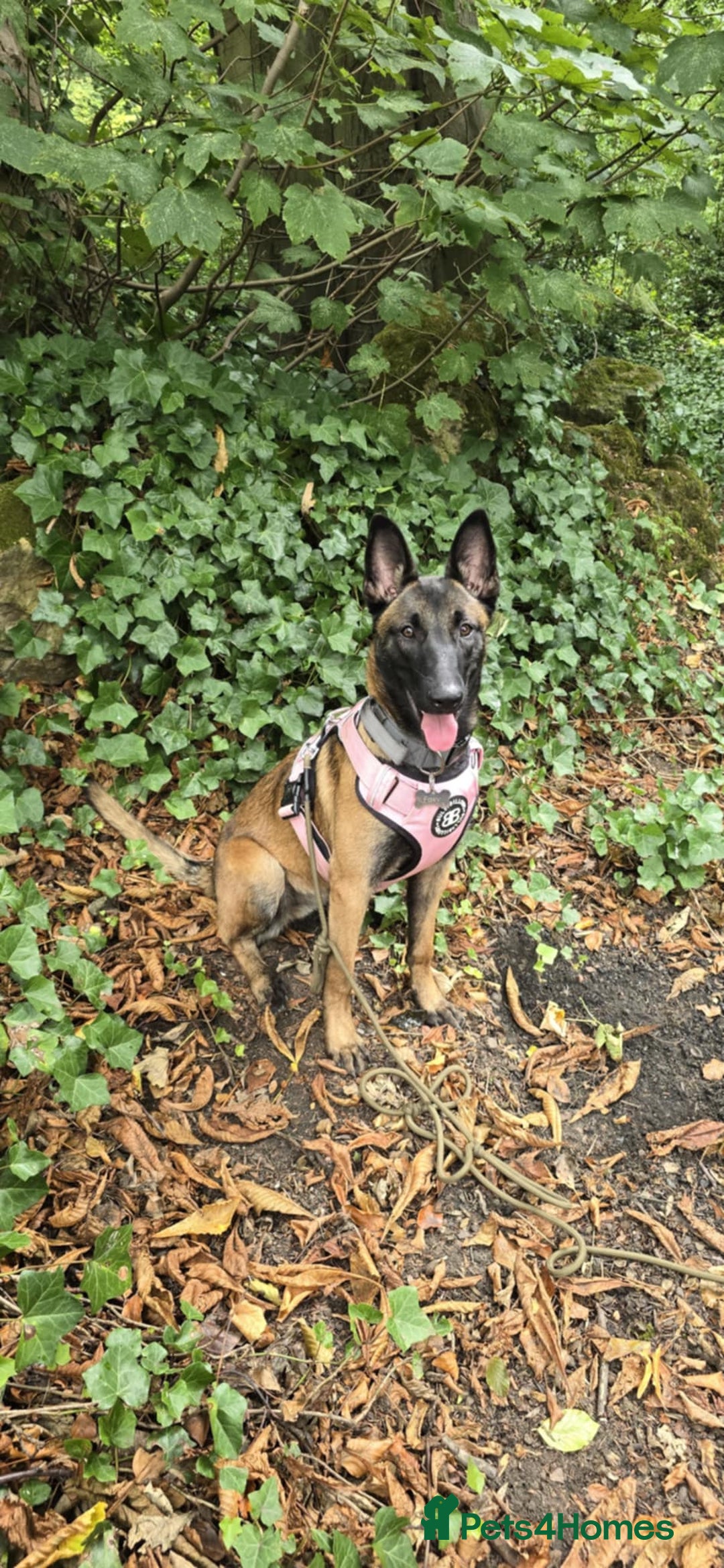 Belgian Shepherd Dog dogs for sale: For Rehome - Image 4