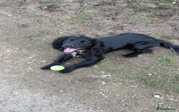 Cocker Spaniel dogs for stud: KC registered Cocker Spaniel Striker for stud - Image 1