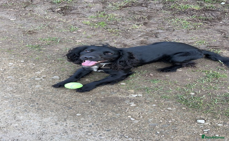 Cocker Spaniel dogs - Advert 1
