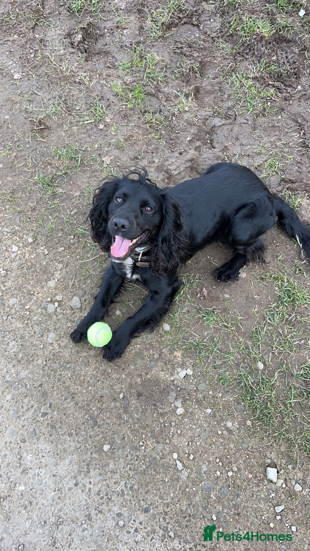 Cocker Spaniel dogs for stud: KC registered Cocker Spaniel Striker for stud - Image 1