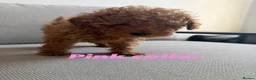 Toy Poodle dogs for sale: ALL energy poodle toy - Advert 7