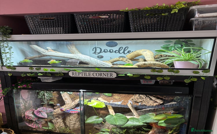Bearded Dragon reptiles - Advert 7