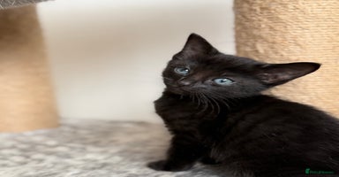 Russian Blue cats - Advert 6