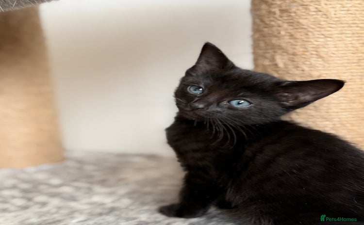 Russian Blue cats Russian Blue x BSH breed Kittens, Ready Today! - Advert 1