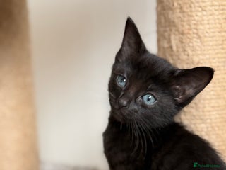 Russian Blue cats Russian Blue x BSH breed Kittens, Ready Today! - Advert 1