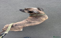 Mixed Breed dogs for sale: Beautiful Bruno - Image 6