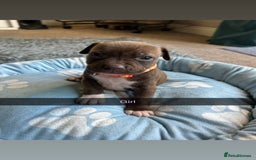 Staffordshire Bull Terrier dogs for sale: 9 Beautiful staffy X pups  - Image 9