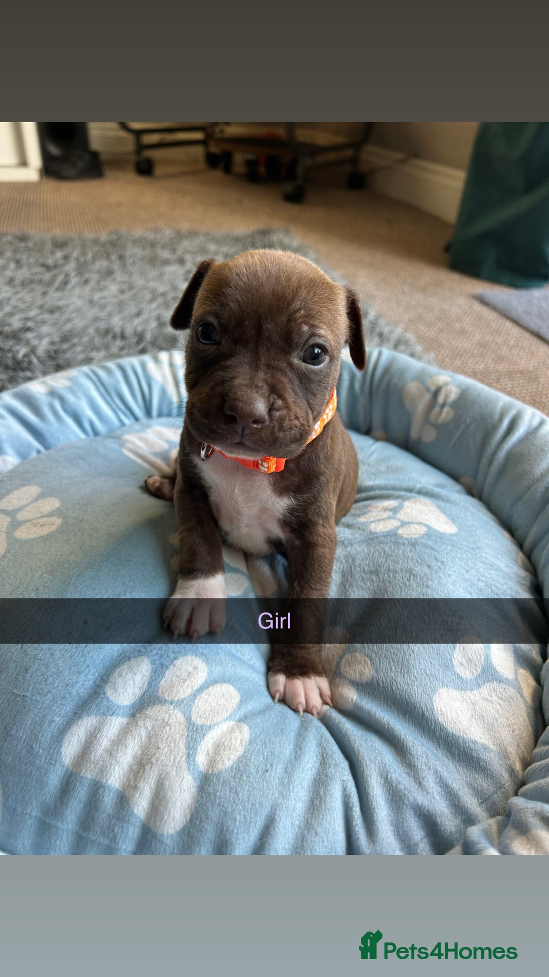 Staffordshire Bull Terrier dogs for sale: 9 Beautiful staffy X pups  - Image 9
