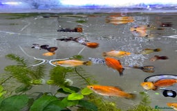 Platies fish for sale: Small platys and Guppys for sale £1 each-Fish only in Bromley - Image 21