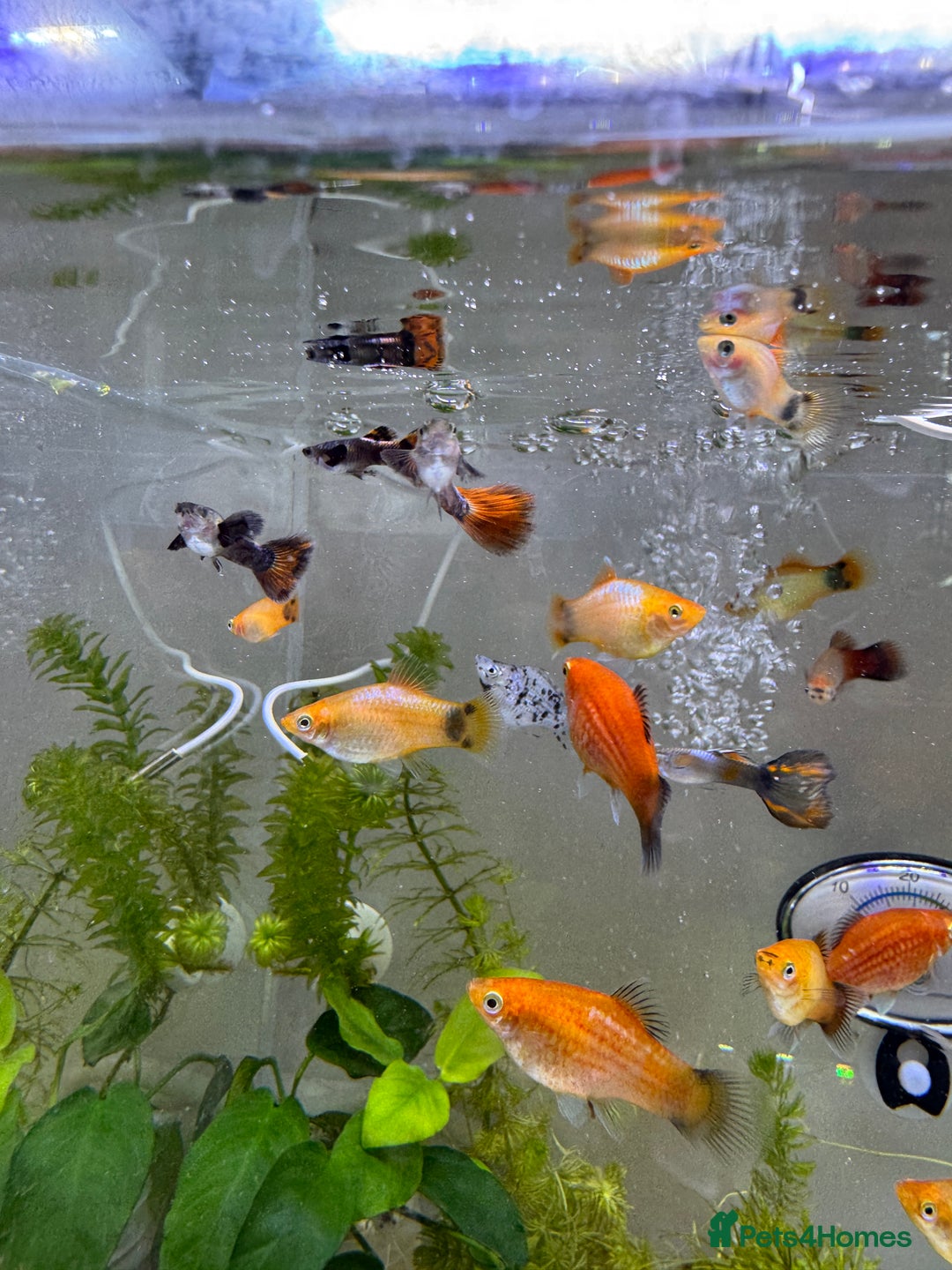 Platies fish for sale: Small platys and Guppys for sale £1 each-Fish only in Bromley - Image 21