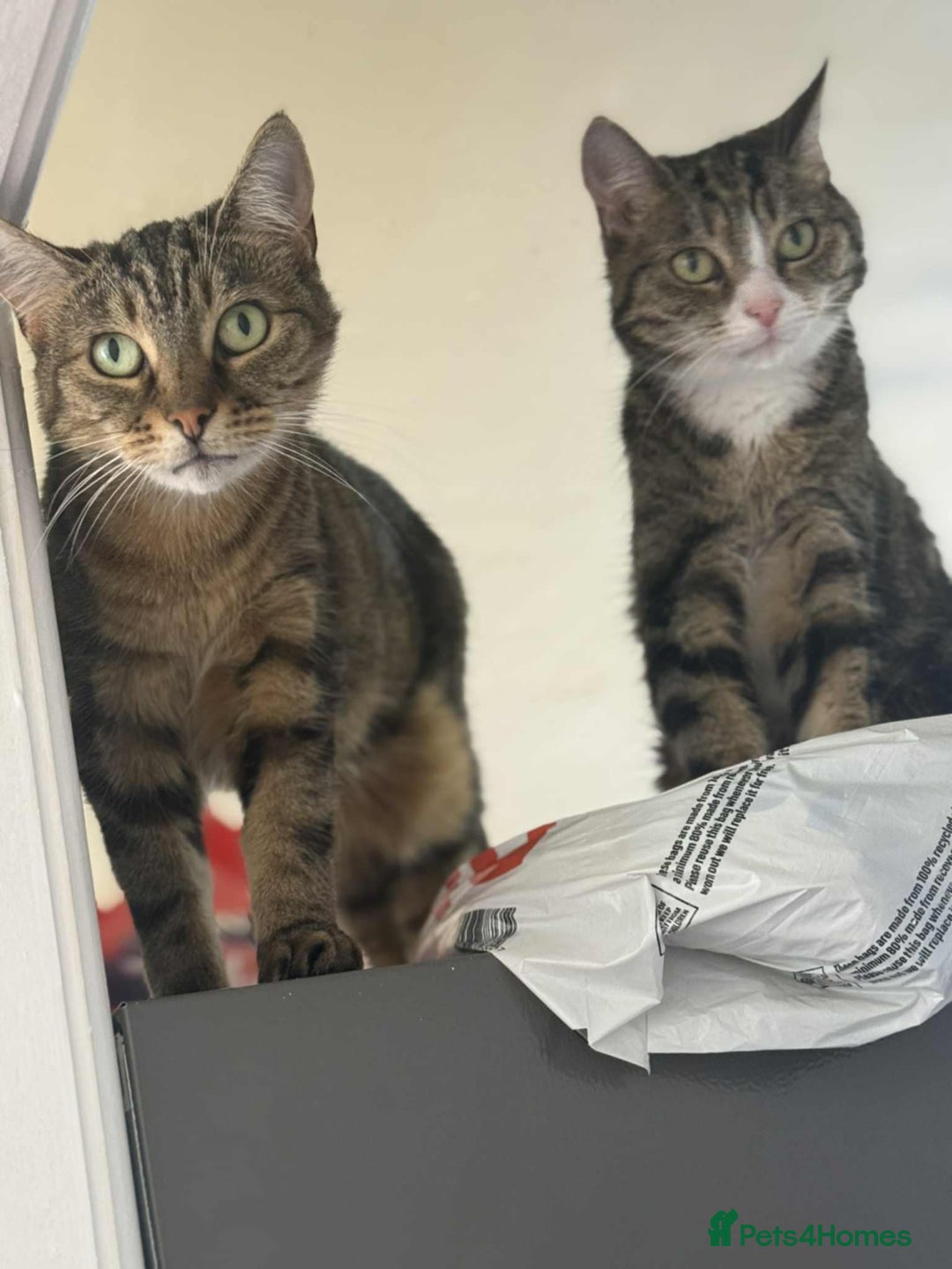 Mixed Breed cats for sale: Mum and daughter  - Image 3