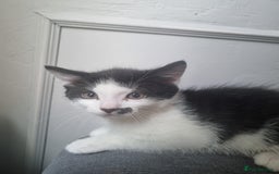 Domestic Shorthair cats for sale: 4 lovely kittens ready to join a new family - Image 6