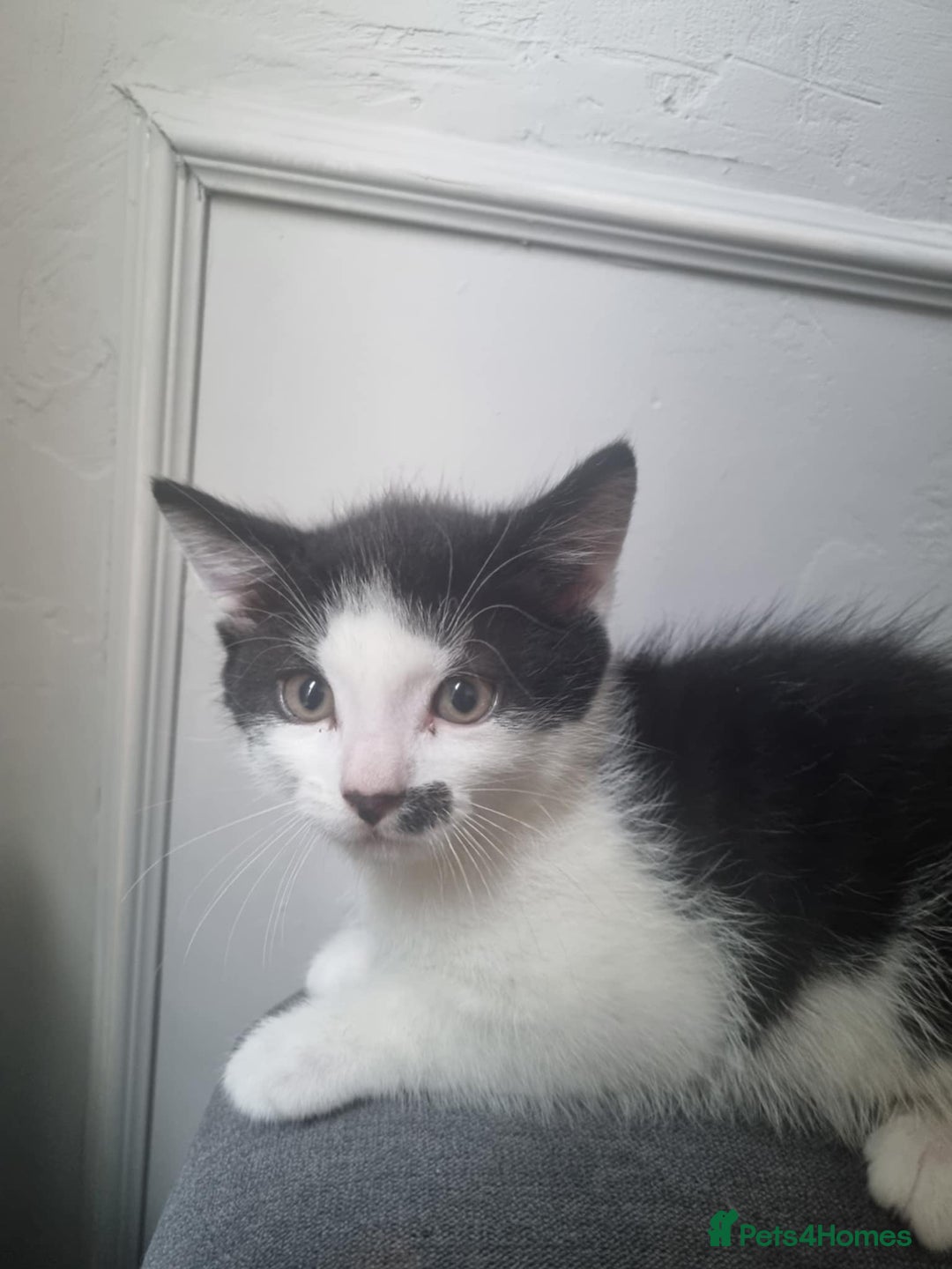 Domestic Shorthair cats for sale: 4 lovely kittens ready to join a new family - Image 6