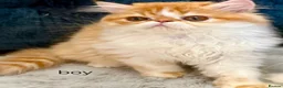 Persian cats for sale: 3 perisan kittens available - Advert 13