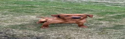 Labrador Retriever dogs for sale: Black Labrador pups stunning top trialing lines  - Advert 2