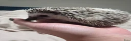 Pygmy Hedgehog rodents for sale: Pigmy hedgehogs  in Hounslow - Advert 3
