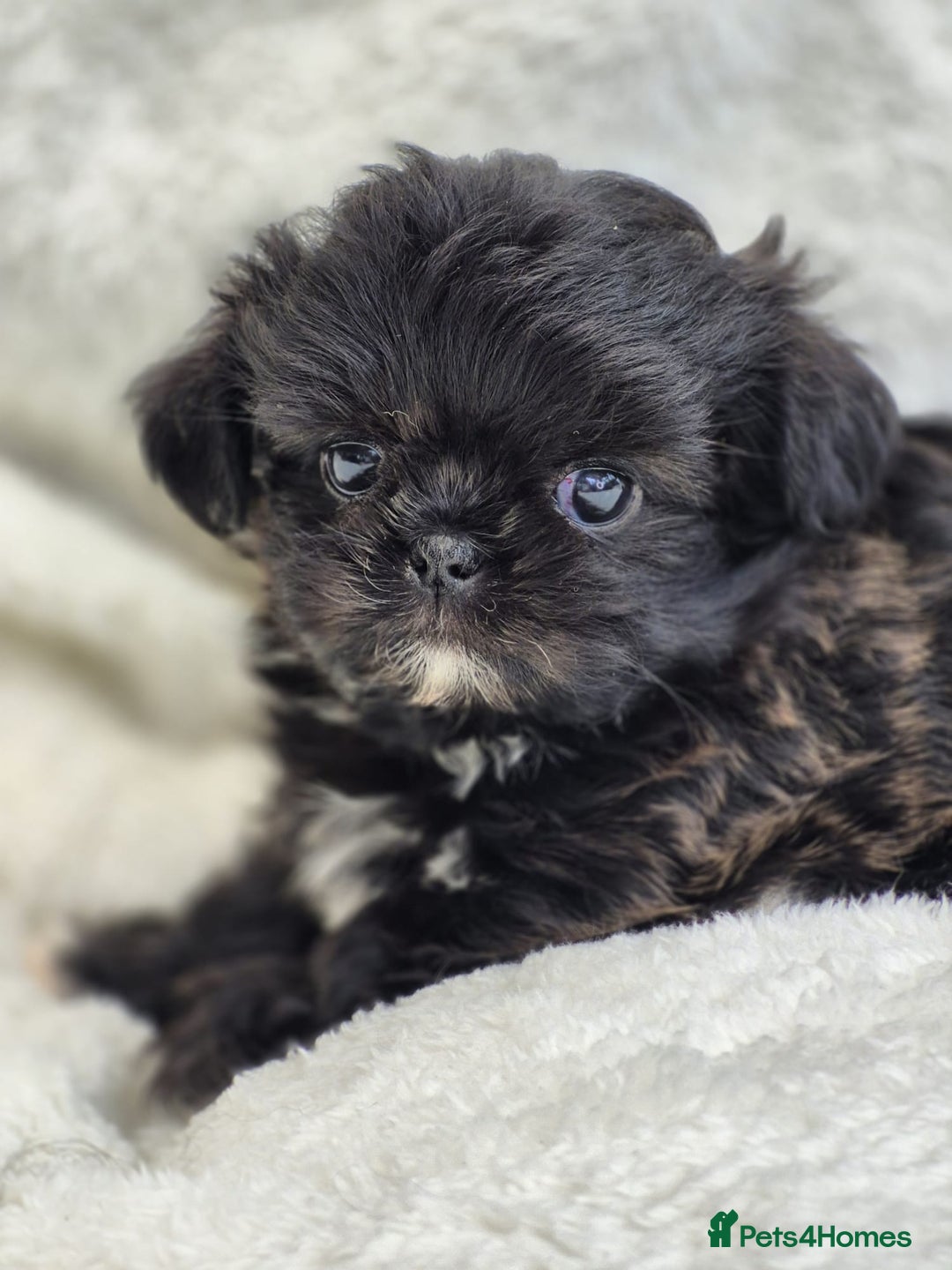 Shih Tzu dogs for sale: Gorgeous Small Imperial Shih tzu puppies READY - Image 31