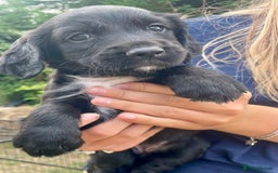 Sprocker dogs for sale: Adorable sprockers  - Image 20