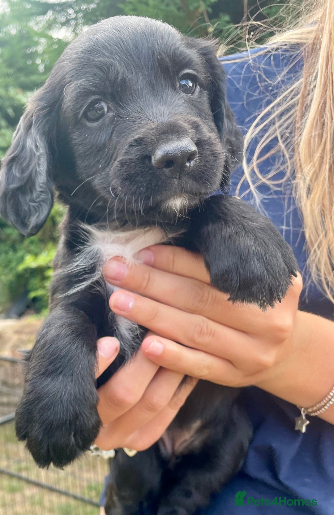 Sprocker dogs for sale: Adorable sprockers  - Image 20
