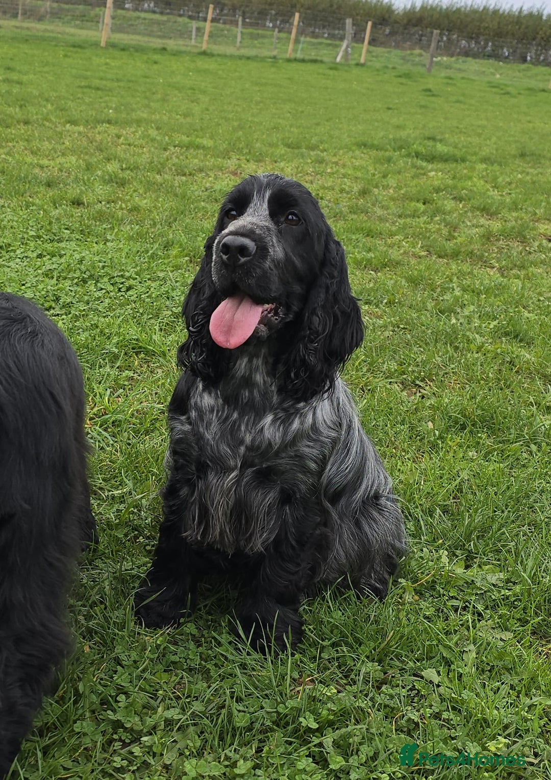 Cocker Spaniel dogs for sale: Beautiful Blue Roan Cocker Spaniel female kc 2y 8m - Image 2