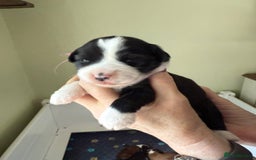 Tibetan Terrier dogs for stud: Tibetan Terrier for Stud Duties - Image 12